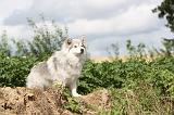 CHIEN FINNOIS DE LAPONIE 062
